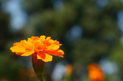 熱帯植物園にて。花。