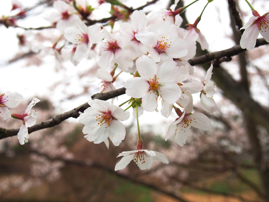 雨中の桜