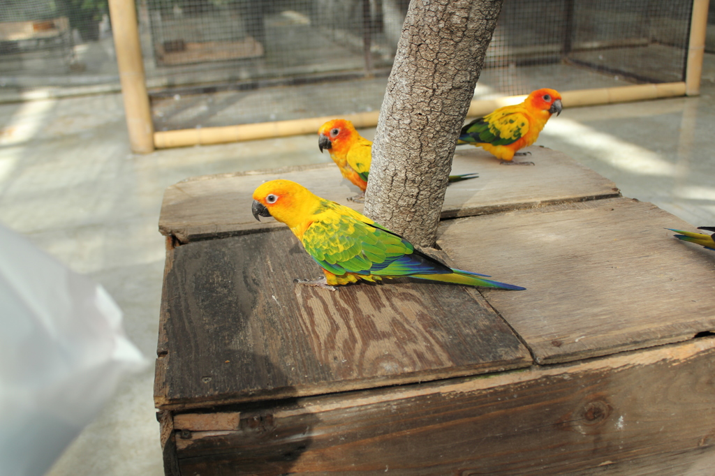 メキシココガネインコ