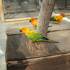 メキシココガネインコ