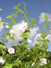 夏の夢