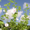 夏の夢