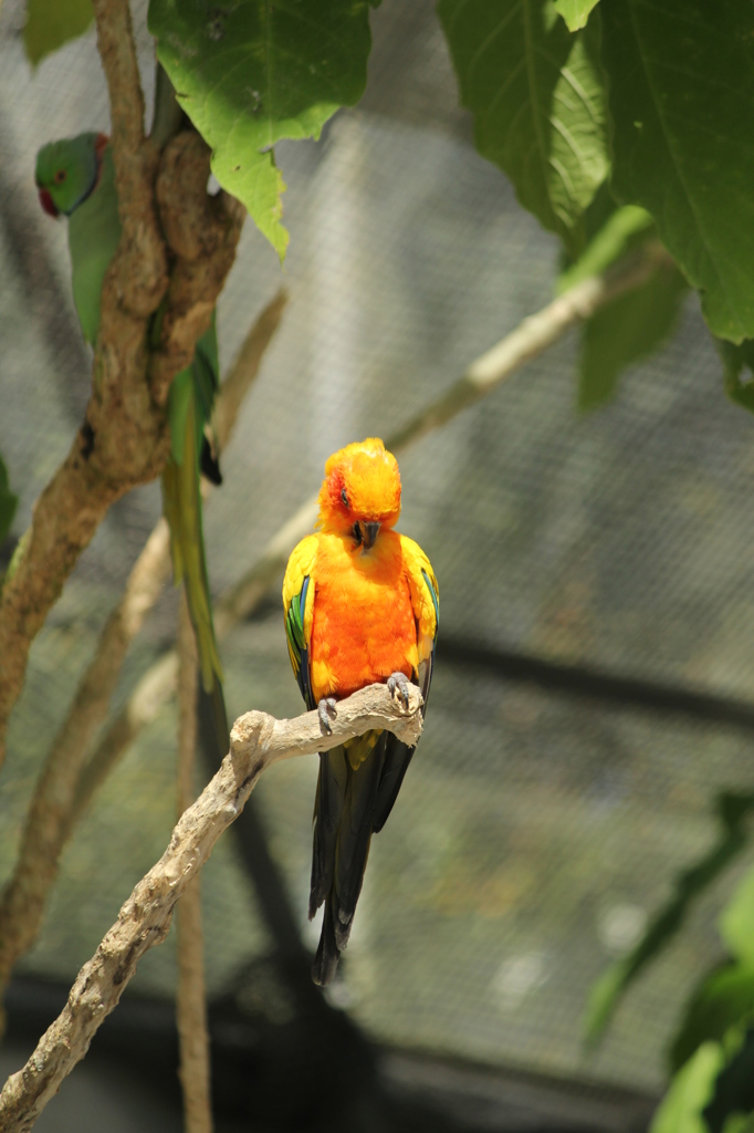 メキシココガネインコ　２