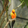 メキシココガネインコ　２
