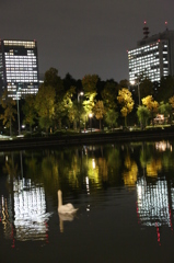 お堀の白鳥