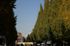イチョウ並木