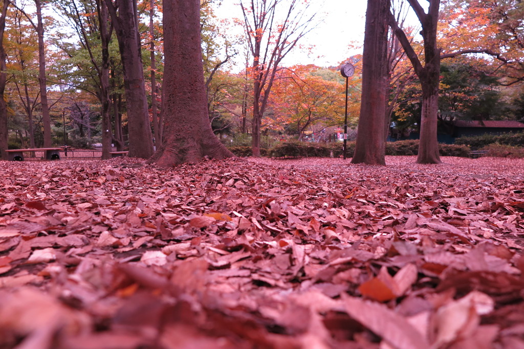秋の公園