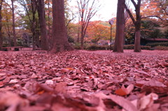 秋の公園