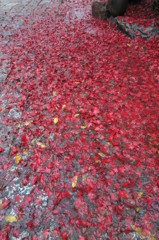 雨の日の紅葉1