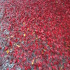 雨の日の紅葉1