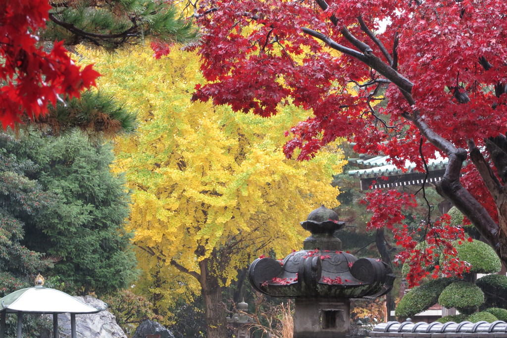 雨の日の紅葉3