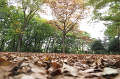 公園の落ち葉