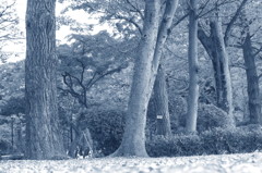 公園の並木