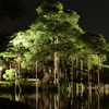 兼六園・ライトアップにて