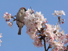 春
