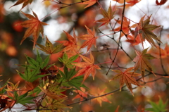 紅緑