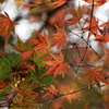 紅緑