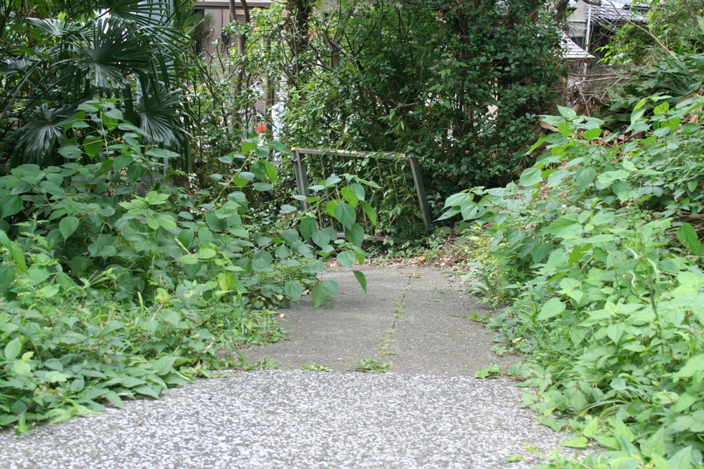 進んでみたくなる小道（大橋直久）