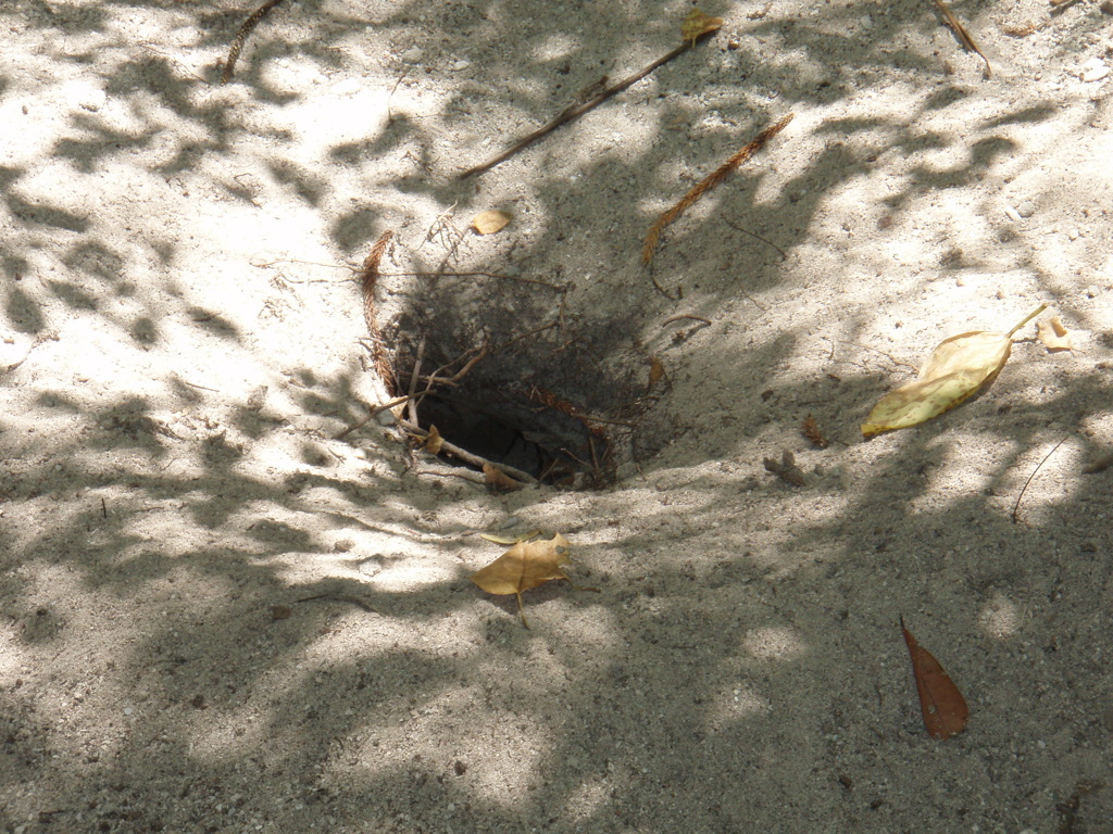 何の穴（大橋直久） 