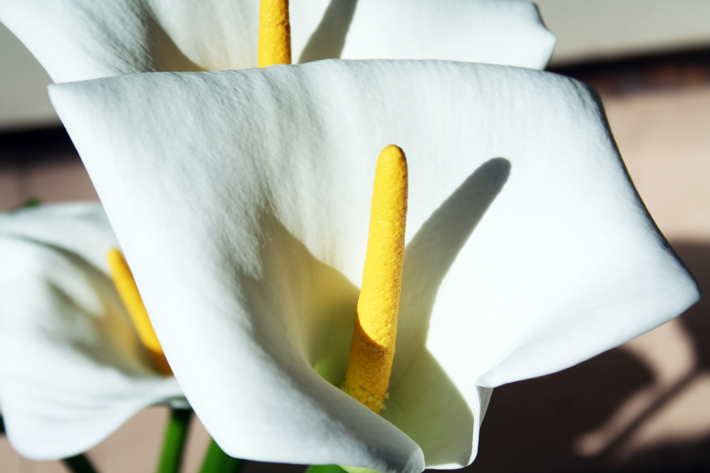 カラーの花言葉（大橋直久）