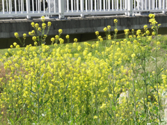 橋と菜の花（大橋直久）