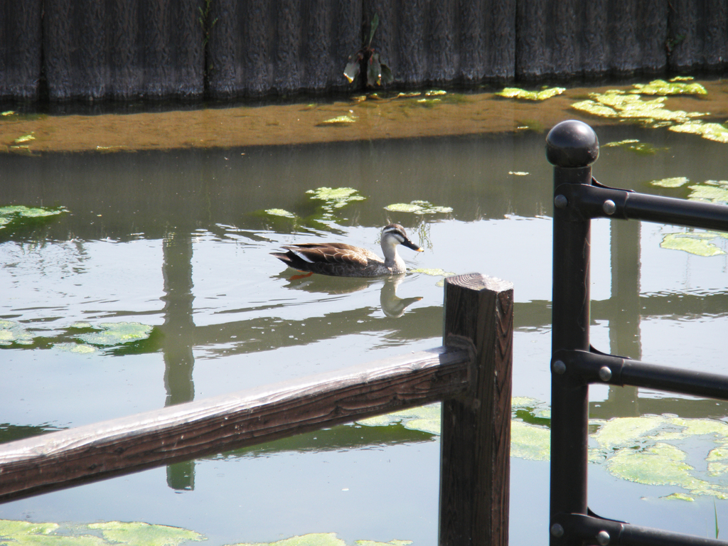 カルガモ（大橋直久）