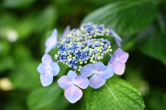 本土寺（あじさい寺）