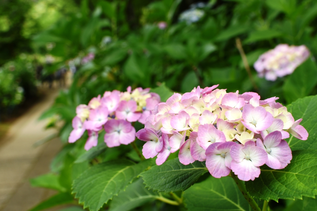 本土寺（あじさい寺）