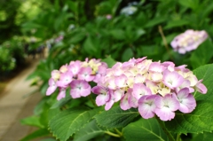 本土寺（あじさい寺）