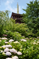 本土寺（あじさい寺）