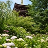 本土寺（あじさい寺）