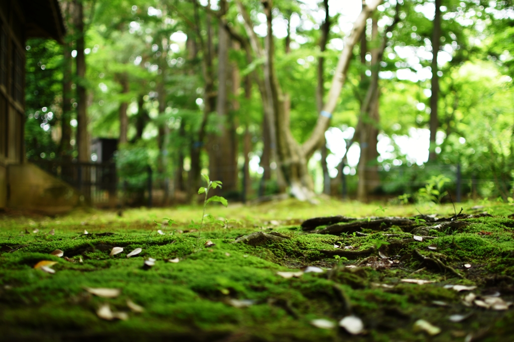 本土寺（あじさい寺）