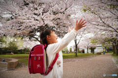 新一年生と満開の桜