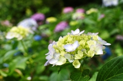 本土寺（あじさい寺）