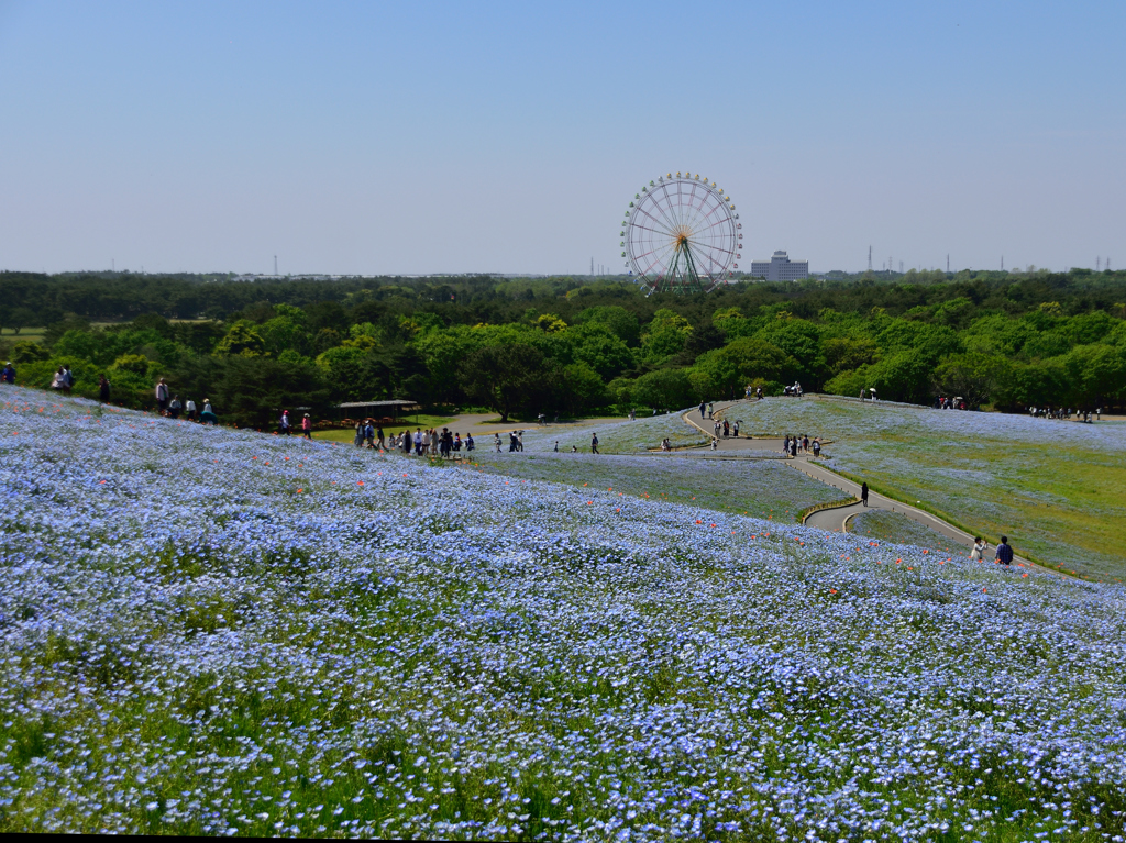 国営ひたち海浜公園　みはらしの丘①