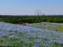 国営ひたち海浜公園　みはらしの丘①