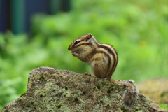 リスのお食事