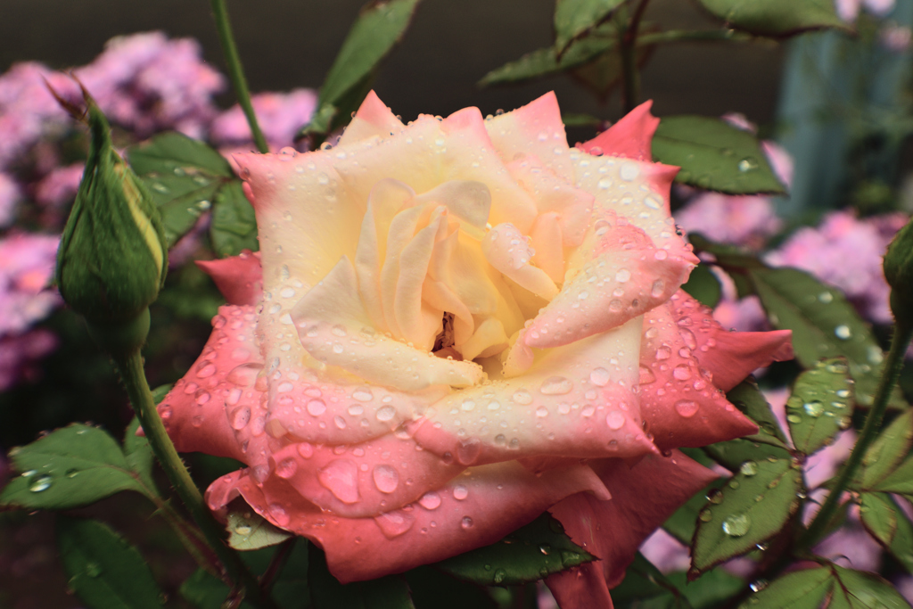 雨露のバラ