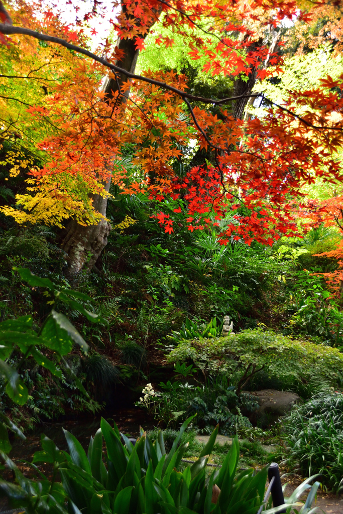 森の中の紅葉