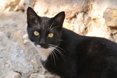 La Roque-sur-Ceze村の猫