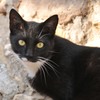La Roque-sur-Ceze村の猫