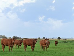 ノルマンジー牛