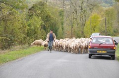 道路上の羊飼いと羊の群れ