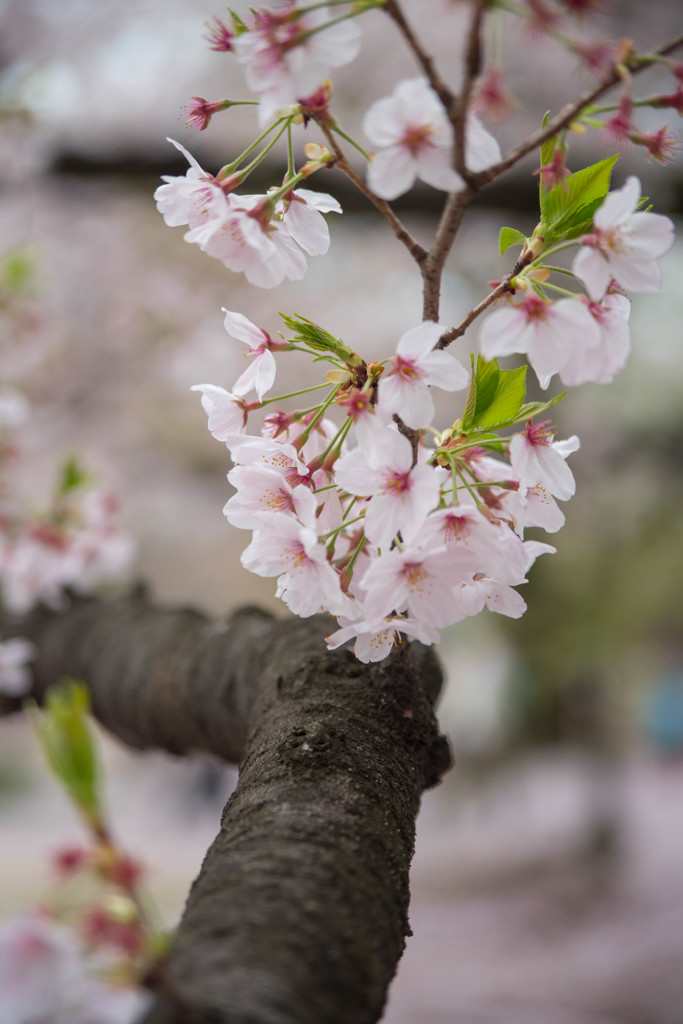 桜フォト2016