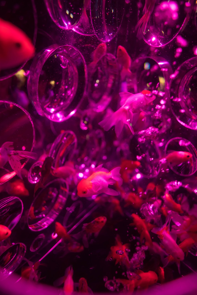 アートアクアリウム2015
