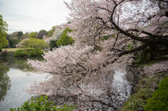 桜フォト2016