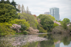 桜フォト2016