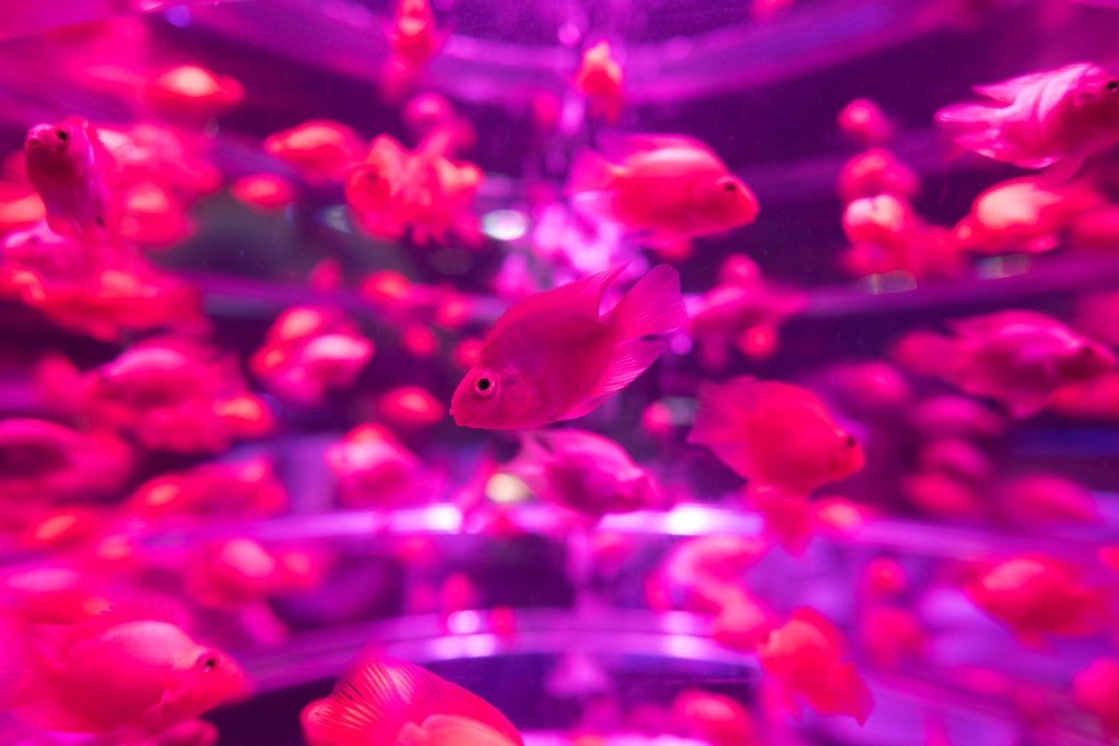 アートアクアリウム2015
