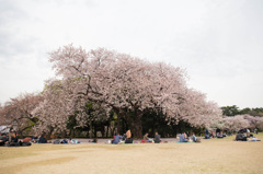 桜フォト2016