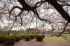 桜フォト2016